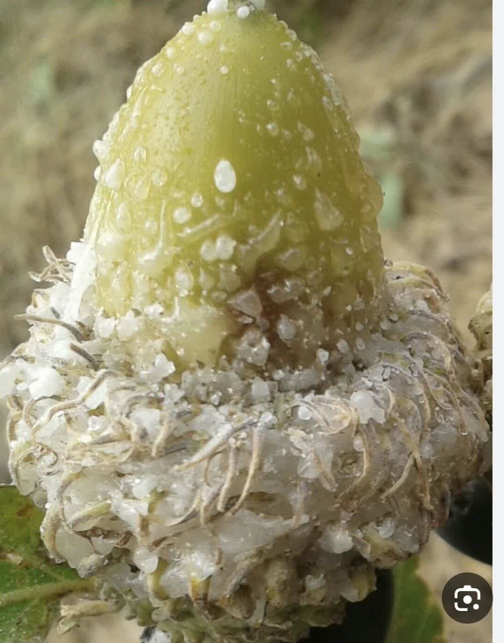 برداشت شوکه نابودی درختان بلوط