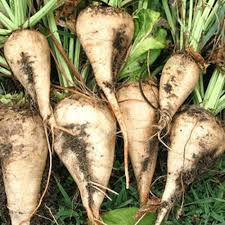 کرمانشاه پیشتاز تولید چغندر قند / ساماندهی زنجیره تأمین و صنایع تبدیلی