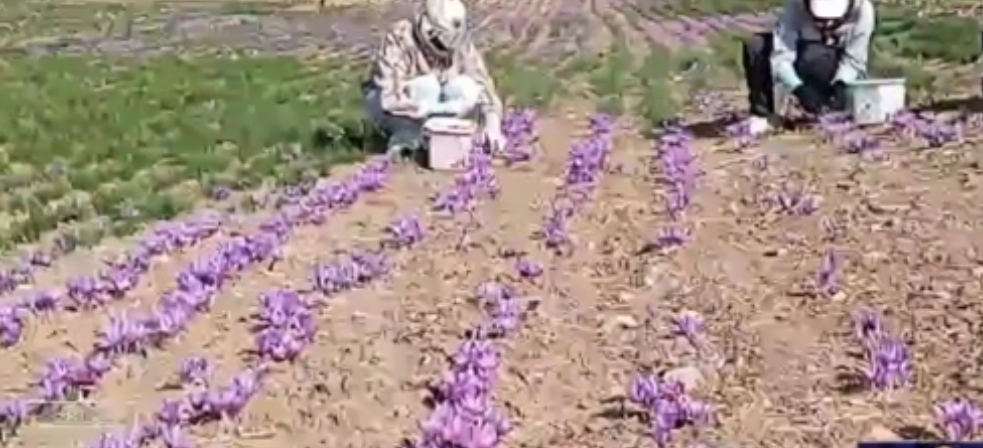 «طلای معطر گهواره»؛ دالاهو به استقبال فصل برداشت زعفران رفت